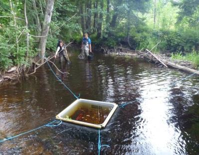 Infeksjon av laks- eller ørretunger kan gjøres i felt ved å holde muslinger og fisk sammen i en lukket enhet i elva eller i kar på land. Foto: Eivind Schartum.