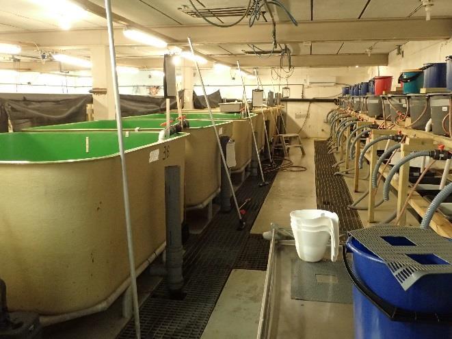 Kultiveringsanlegget for elvemusling på Austevoll. Fiskekar og høstingsenheten for muslinglarver samt oppvekstkanalene for småmuslinger er helt sentralt i produksjonsenheten på anlegget.