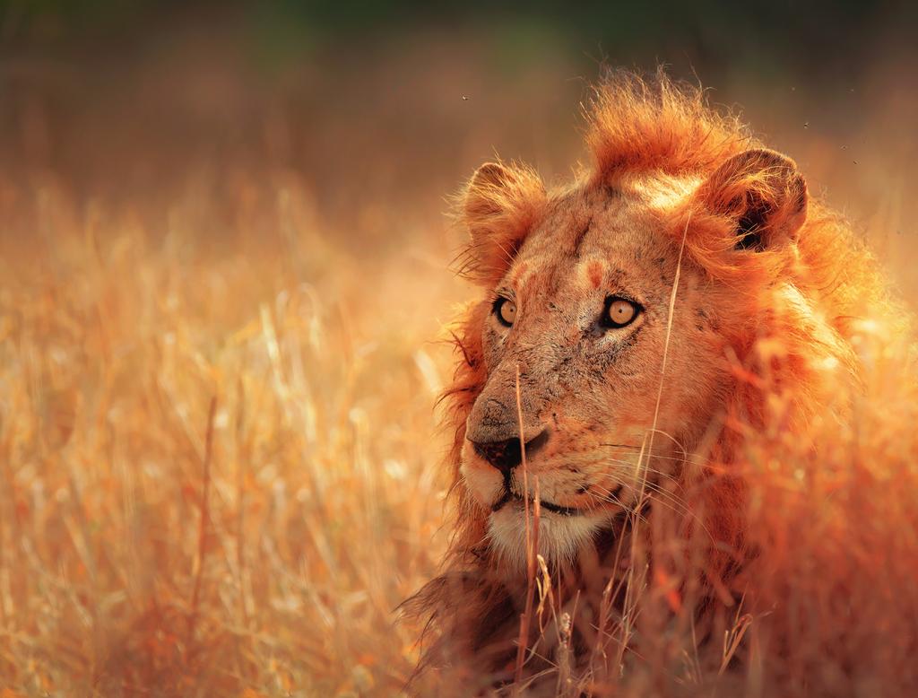 RUNDREISE I SØR-AFRIKA - REISELENGDE 10 DAGER På denne safarioppholdet skal vi bo midt i det mektige landskapet som utgjør Sør-Afrikas savanner.