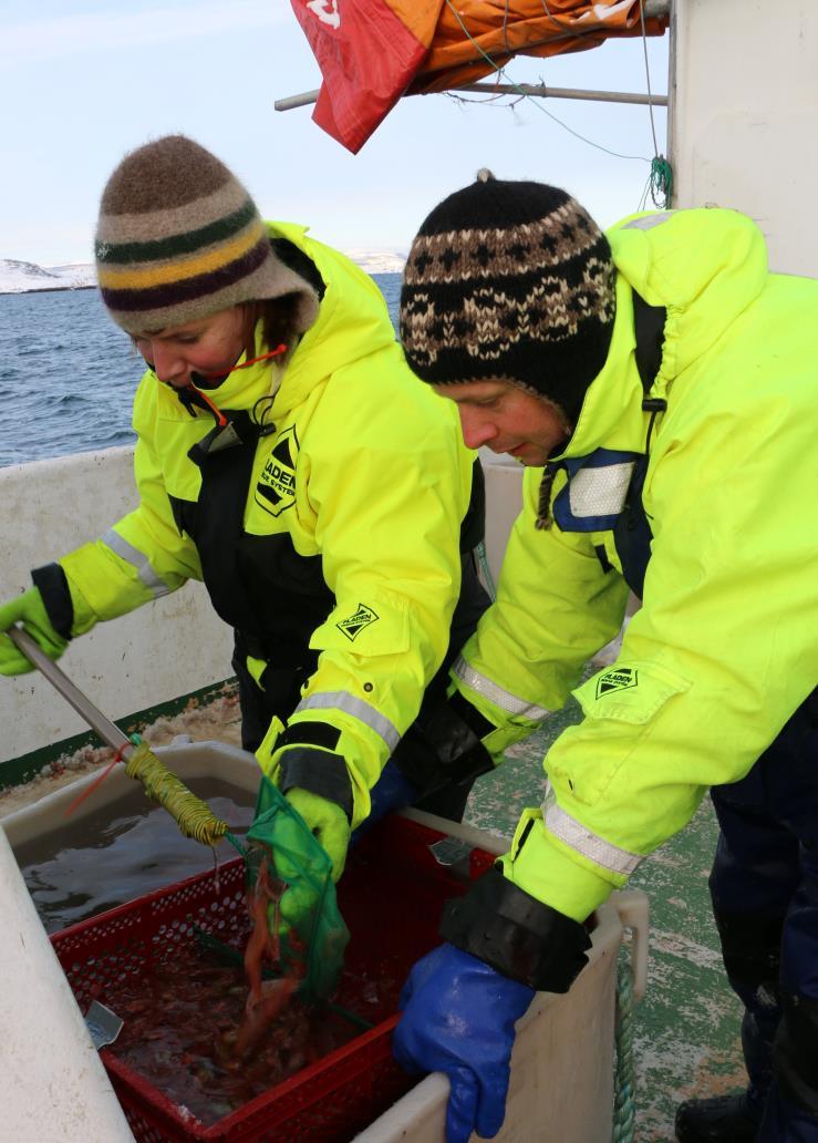 TRANSPORTFORSØK FRA FISKEFELT TIL MOTTAK Teinefangst Overføring fra teine til vann på -1 C Pakking i