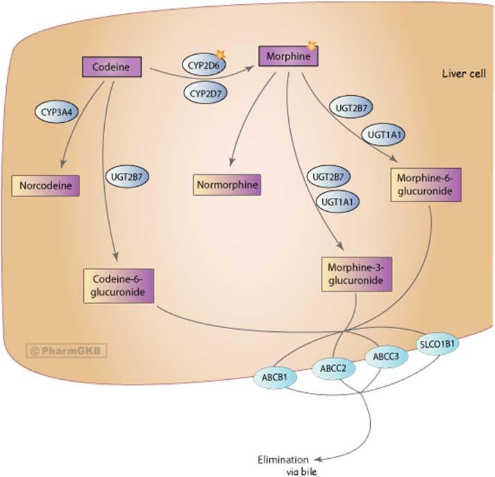 (PD) 26. Erna bruker også det antidepressive legemidlet fluoksetin (Prozac ) som er en CYP2D6 hemmer. Kodeins metabolisme er skissert i figuren nedenfor.