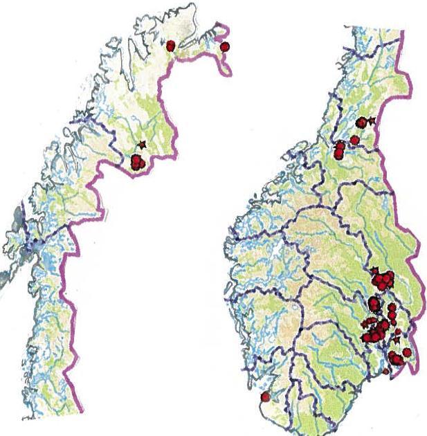 Figur 1. Utbredelse av korsandemat i Norge. Kart: Artsdatabanken. tilstrekkelig til å finne fram til lokalitetene. Korsandemat ble gjenfunnet på 6 av de 12 lokalitetene i Verdal.