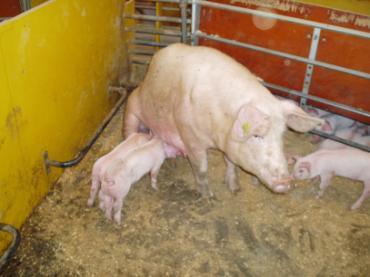 , Bakken, M. og Bøe, K. E., 2004: Aggression and group size in domesticated pigs, Sus scrofa: when the winner takes it all and the looser is standing small.