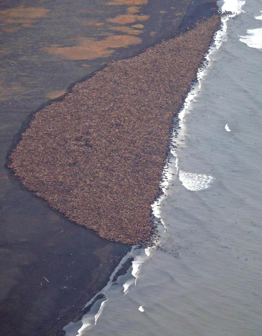 Fi Figur 5: Point Lay, Alaska, 23 September 2014-35 000 hvalross ligger samlet på land, når de skulle svømt spredt i isdekket vann for å finne mat.