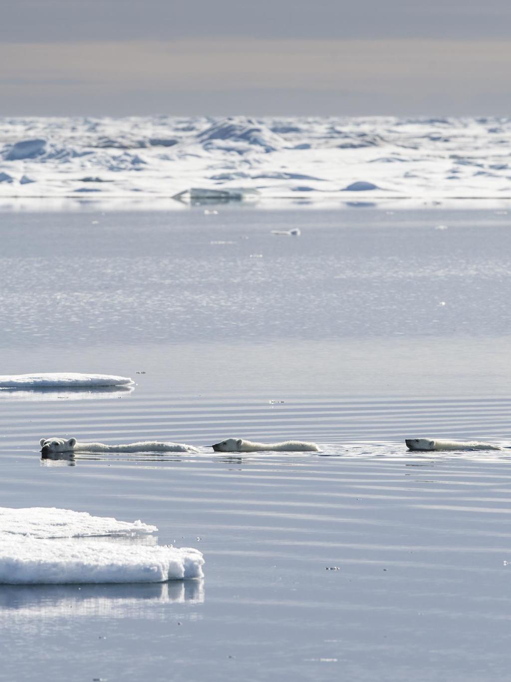 Isbjørnbinne med to 8 måneder gamle unger svømmer mellom isflakene nord for Svalbard.