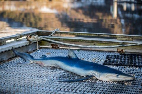 vestlandet Dagen etter kom det melding frå Oslofjorden, mest sannsynleg