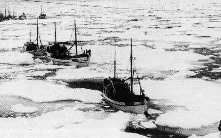 SØGULIG BROT Tørvur á nýggjum fiskileiðum 1. september 1958 fluttu íslendingar sítt fiskimark út á 12 fjórðingar og føroyska veiðan innanfyri fiski markið bleiv steðga.