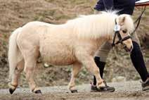 pr hoppe OPPDRETTER: HRE Stud, Broothom Ponies, Dunrossness, 0 Shetland EIER: Birgitte Forshaug, Ny Jord-vegen 112, 6390 VESTNES. E-post: birgitteforshaug@hotmail.com Tlf: 975 42 542. www.