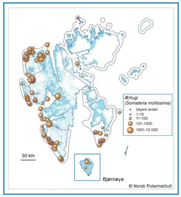 Side 9 11. Ringgås (Branta bernicla) Svalbardbestanden av ringgås er den minste separate bestanden av en trekkende gåseart i verden.
