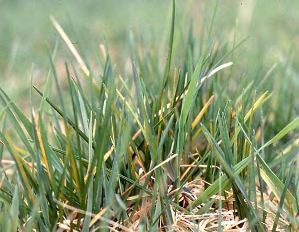 Kaliummangel sdfdfd i gras Mekanisk styrke i graset. Førebygger legde. Motstå tørke og frost.