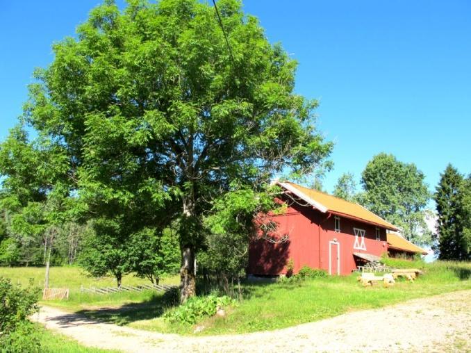 Naturtyper, utforminger og vegetasjonstyper: Naturtype er store gamle trær, og består av et tuntre av ask. Asken har en brysthøydediameter på ca 65 cm.