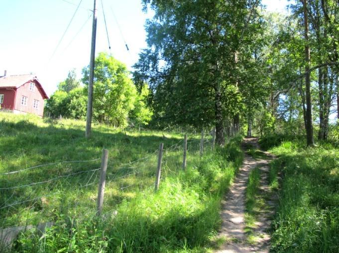 Artsmangfold: Treet har et visst potensial, spesielt på litt sikt, for arter knyttet til gamle trær, hultrær og død ved. Bruk, tilstand og påvirkning: Treet står som tuntre på gården, og er vitalt.