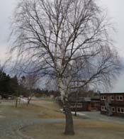 Stort, fyldig tre i skolegården. Vertikalt element. Fint å klatre i. Gammel bjørk, fint til klatring. Bør bevares.