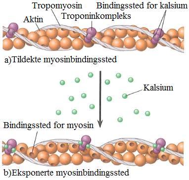 Figur 2. a) Bindingsstedene er tildekket med tropomyosin. b)når kalsiumkonsentrasjonen øker i cytosol eksponeres myosinbindingsstedene (11) 2.