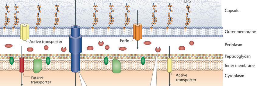 MIC/sone diameter Permeabilitet Effluks PBP β-laktamase (erværvet eller økt uttrykk av iboende β-laktamase) Nedsatt følsomhet/resistens: komplekst samspill