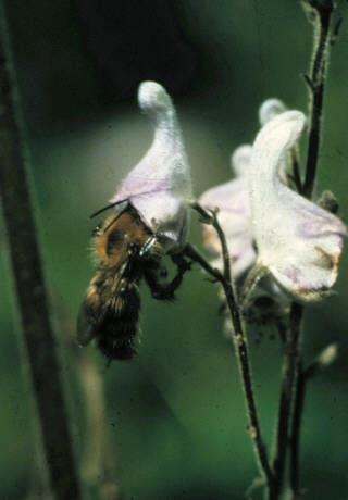 3 Kvifor er pollinatorar og pollinering viktig? Pollinerande insekt har ein heilt sentral plass i ein rekke økologiske system på land.