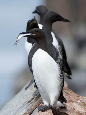 2.4.2 Lomvi Uria aalge Generelt: Pelagisk, dykkende alkefugl. Ernæring: pelagisk stimfisk. Biotop: Kyst og åpent hav. Hekking: Kolonihekker i bratte fuglefjell.