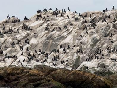 2.4.8 Storskarv Phalacrocorax carbo Generelt: Kystnær, dykkende skarvefugl. Ernæring: Bunnfisk som torskefisk, flyndrer og ulker. Biotop: Kystnært, gruntvannsområder.