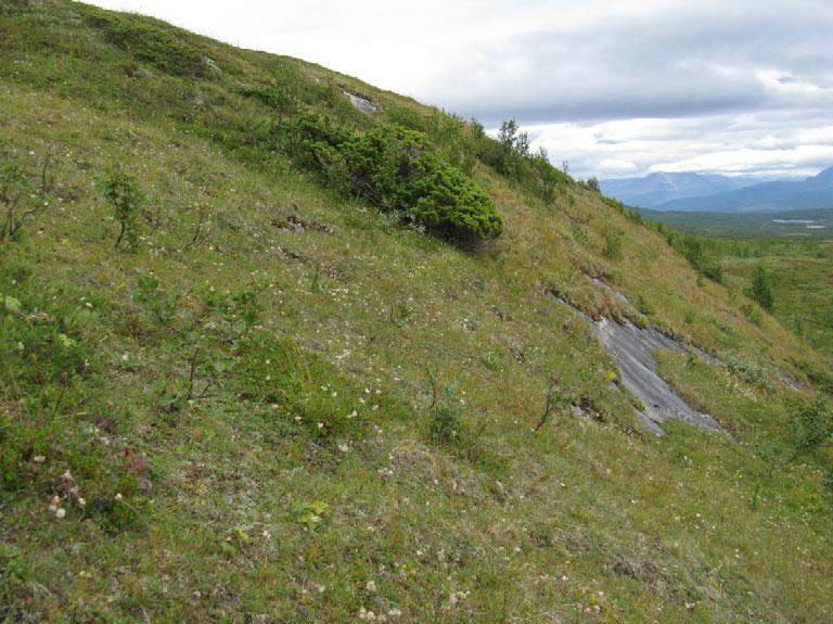 2d Reinrosehei Økologi: Reinroseheia danner rabbesamfunn på kalkrik grunn. Til felles med lavheia opptrer den på vindutsatte rabber med ustabilt snødekke.