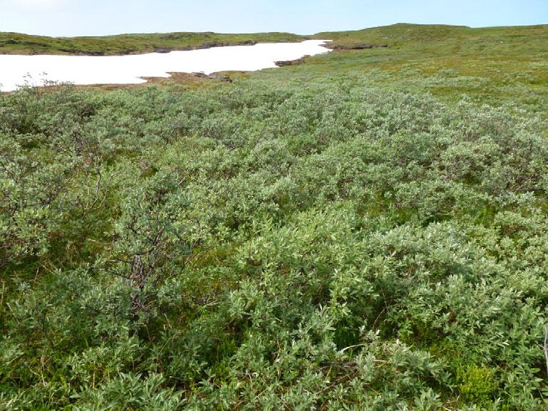 Beiteverdi: Høg planteproduksjon og stort artsmangfold gjør at høgstaudeenga er viktig for både insekt, fugler og dyr i fjellet. Som beite utgjør den også verdifulle areal.