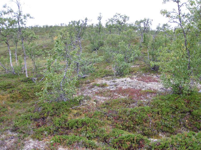 Glissen lav- og lyngrik bjørkeskog ved Falkebergan (FAH).