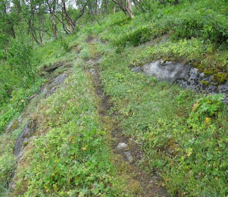 store deler av engbjørkeskogen beitepåvirka og grasrik, og den aktuelle beiteverdien er derfor nær opp til den potensielle, som settes til svært godt beite.