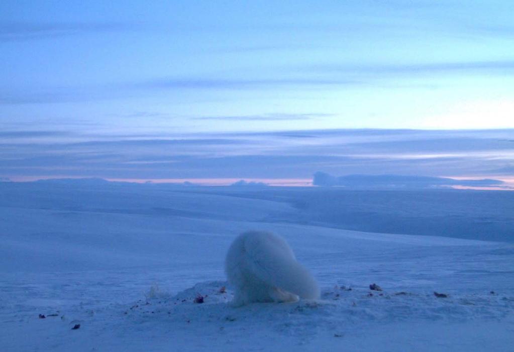 Fjellrev i Finnmark: Årsrapport 2014 http://www.fjellrev-finnmark.uit.no Oppdragsgiver: Miljødirektoratet Faglig prosjektansvarlig: Universitet i Tromsø (UiT) v/ Rolf A.