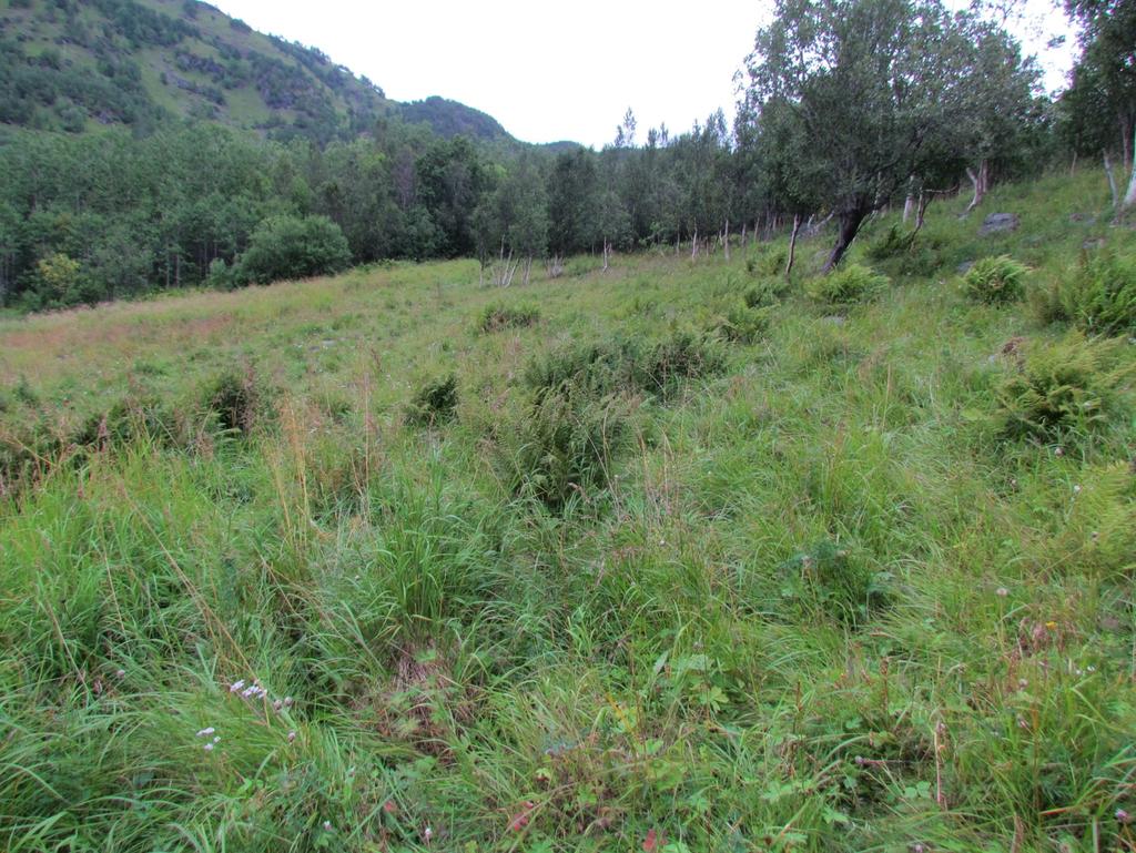 Øvre deler av den gamle slåttemarka i Tappeluft har en del stein, og har kun vært overflateryddet og slått med ljå. Nå er den under begynnende gjengroing.