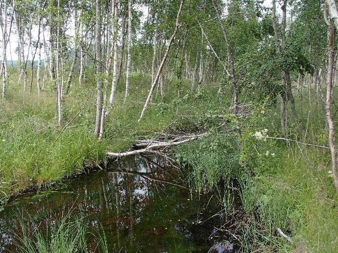 Arealer for nydyrking ved Arnesvea og Bråten, Stor-Elvdal kommune biologisk