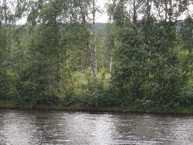 Området er generelt yngre suksesjonsskog under gjengroing med bjørk, osp og rogn, og