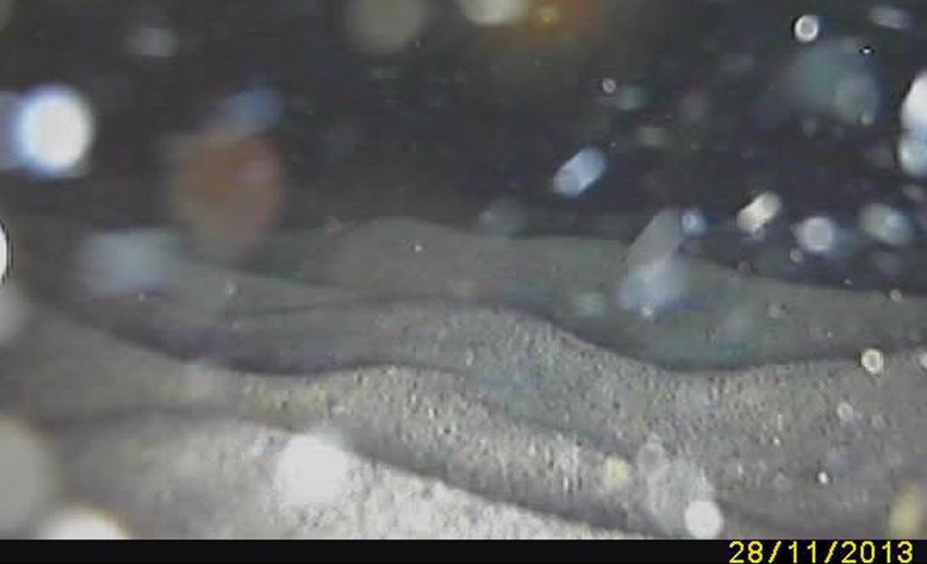 1. Vedlegg 1 bilder fra undervannsvideo 1.1 Transekt 1 Figur 3. Typisk bilde av sjøbunnen fra transekt 1.