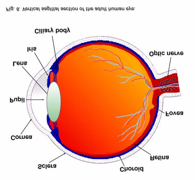 Øyet Regnbuehinna Hornhinna Bindehinne (Sclera)