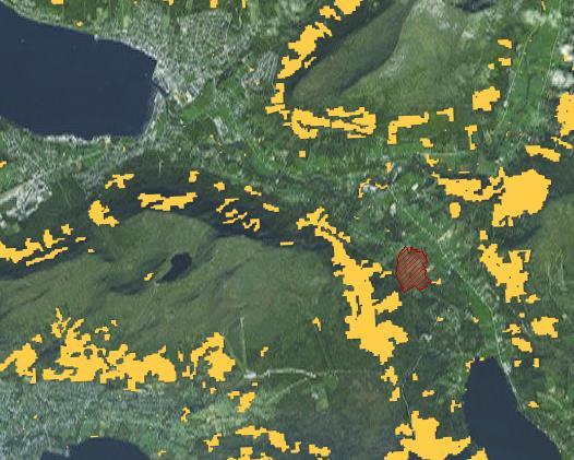 Finner grantrær med satelitt Kartet viser gule felt hvor grantrær er identifisert utenfor den naturlige utbredelsen til vanlig gran.
