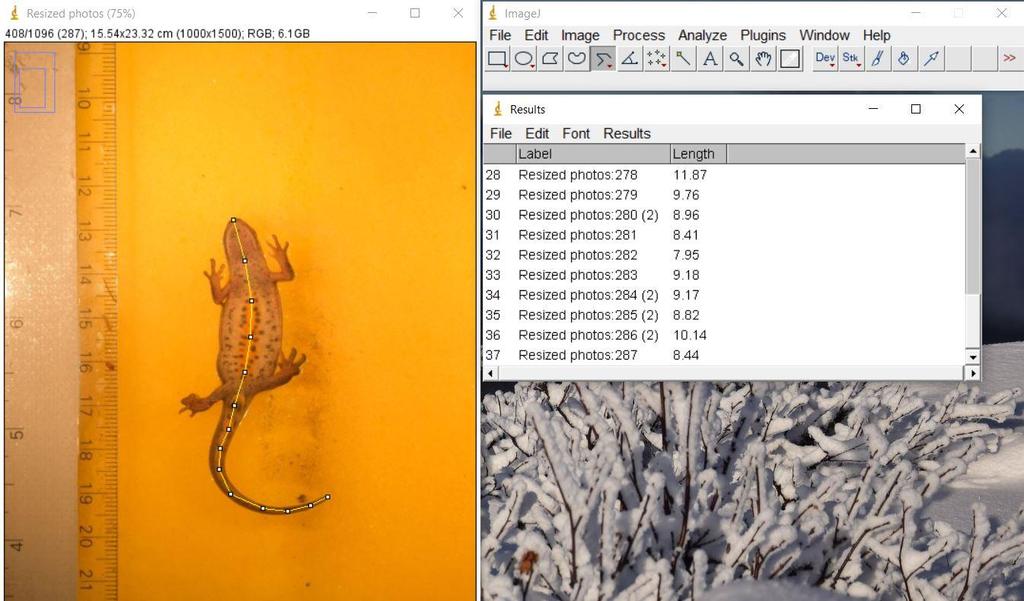 2.4.2 ImageJ Jeg brukte dataprogrammet ImageJ til å måle lengden til salamanderne ut fra bildene (figur 13).