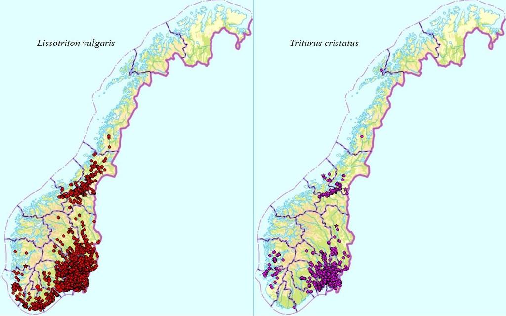 Figur 1: Kartene viser registrerte funn av småsalamander (rød) og storsalamander (blå) i Norge, og gir en pekepinn på den kjente utbredelsen til artene.