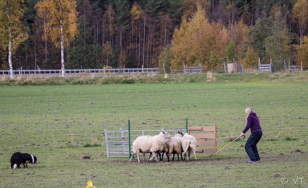 Årsmelding Gjeterhund 2013 og planlagte aktiviteter 2014 Styret har bestått av: Leder: Styremedlem: Styremedlem: Sissel og Lad på landsprøve i Alvdal 2013 Sissel Modin Steffen Pettersen Janna Oulie