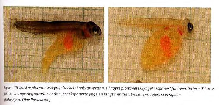 Jern og tidlige livsstadier Atlantisk laks ble eksponert for 250 µg/l toverdig jern (Fe 2+ ) fra befruktning til