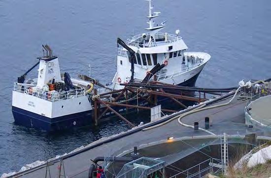Transport av levende fisk Norsk