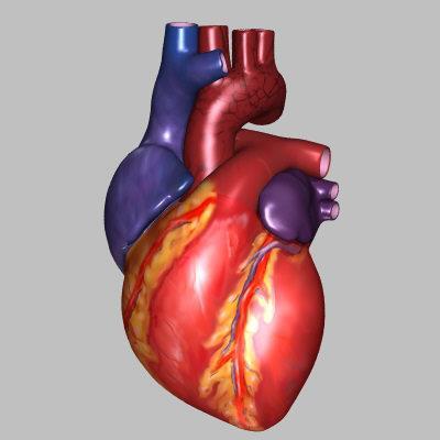 Musklene Den maksimale arterio-venøse O 2 differansen Evnen