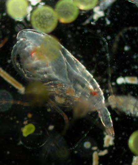 I dyreplanktonet i Nordsjøområdet er det observert en rekke endringer de siste 25 år, både i mengde og artssammensetning (Figur 19).