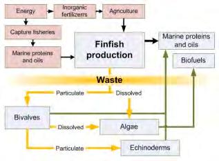 4.3.5 Nye bærekraftige løsninger innen laks- og ørretoppdrett Integrerte akvakulturanlegg Produksjon som kombinerer arter som sammen utnytter «avfall/utslipp» fra et produksjonsledd i neste ledd, er