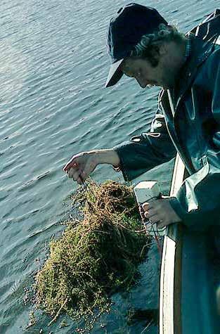 Vasspest og kreps Vasspest ble første gang registrert i 1977. Planten kommer opprinnelig fra Nord-Amerika og ble første gang registrert i Norge i 1925 og i Europa i 1836.