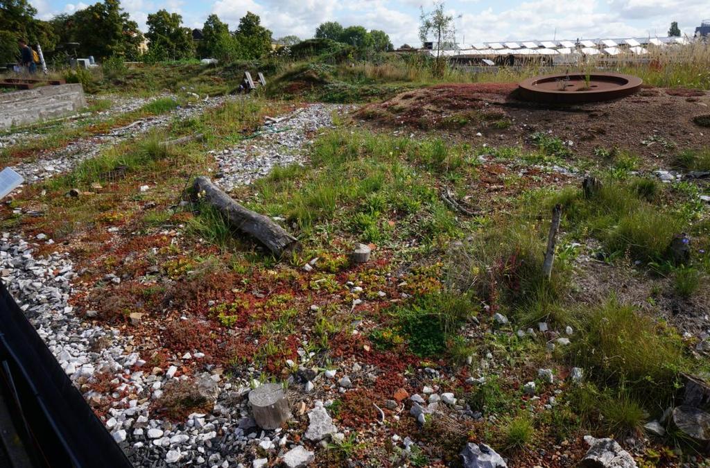 Oppbygging av sjeldne biotoper på tak, som erstatning for tapte. Her et kalkrikt landskap.