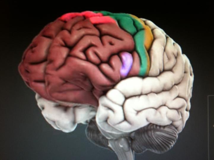 Amygdala (affektsentral: Fight, flight or freeze) Thalamus (signalsentral) Det