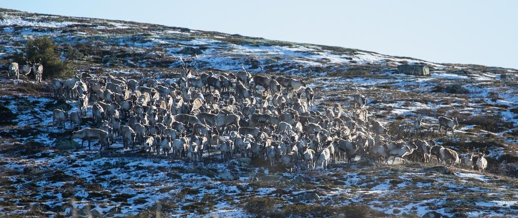 VILLREINNEMNDA FOR RONDANE OG SØLNKLETTEN ÅRSRAPPORT 2016 Reinsflokk