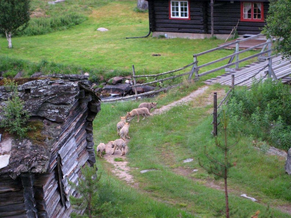 Høgskolen i Hedmark