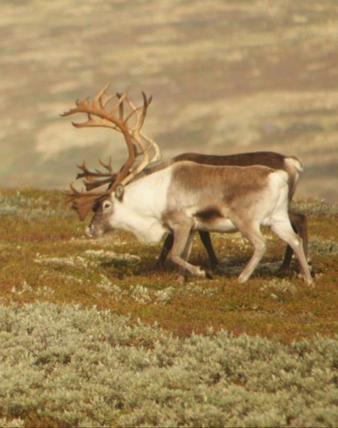 Villreinplanene Forollhogna-planen er vedtatt Dovrefjell (Snøhetta Knutshø) er ute på høring med frist 1.mars.