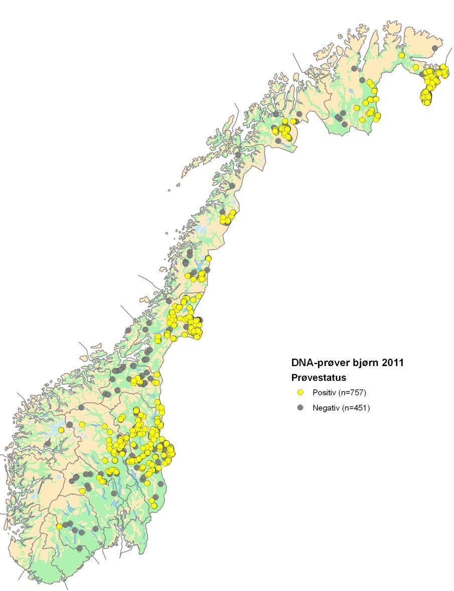 Bjørn DNA 2011 Minimum 151 individ 111 tidlegare påvist