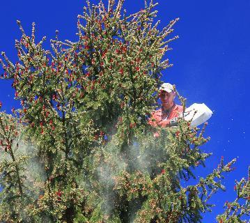 Skogplanteforedling Fornye eldre frøplantasjer og å etablere nye plantasjer for å tilby foredlet frø for hele