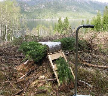 Bruke frø- og planter med høy kvalitet og optimal klimatilpasning som også ivaretar langsiktig skogproduksjon.